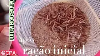 @CPA  crescimento das larvas de Tenébrios após 15 dias na ração inicial.