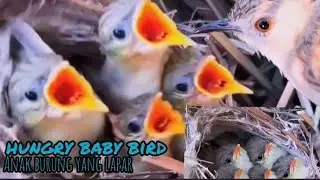 baby bird in nest #anak burung yang lapar