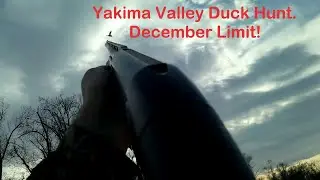 Yakima Valley Duck Hunt. December Limits!