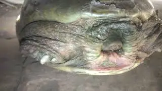 Pakra Hua Turtle Zameen Par | Real Turtle Video 81 #turtle 