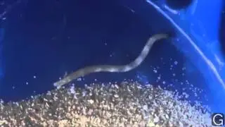 Do you know what this worm like creature is? Sent in to EG.