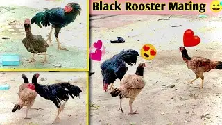 Today I Allowed black Rooster For Mating and rooster are very happy 😅