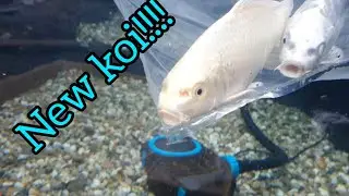 adding our NEW KOI to our POND !!!!!