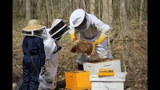 Beekeeping: Installing a Nuc (small established colony)