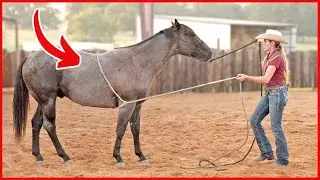 Preparing for the saddle | Colt Starting Series Part 3