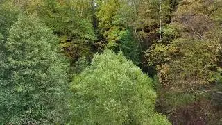 vivid green foliage layers, lush leafy canopy with detailed plant textures and moist underbrush