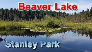 STANLEY PARK BEAVER LAKE | Vancouver, BC Canada | Vancouver Attractions