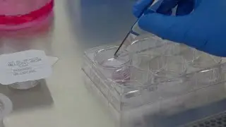 How to Wet Millicell&reg; Cell Culture Inserts and Put into Position