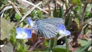 Holly Blue Butterfly Visits Birdeye Speedwell Flowers 240fps