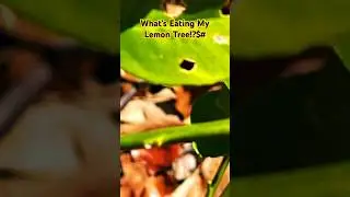 LEMON TREE EATEN ALIVE! #shorts #meyerlemontree #lemontree