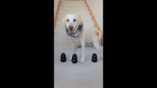 12 Dog Days of Christmas || 12 Christmas Gift Ideas for 3 Labmaraners