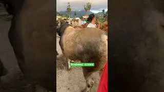 Brahman cross yg lagi viral