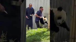 Why so heavy hha #panda #cute #adorable #heavy