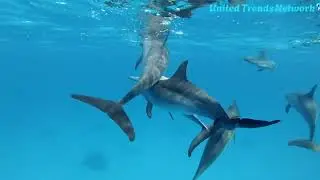 Amazing wildlife Dolphin in the sea #dolphin | United Trends Network