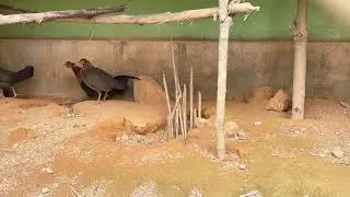 Gà rừng rặc 2026 - Giàng Pênh GR
