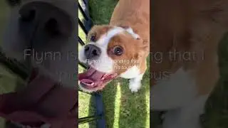 Demanding #dog #cavalierkingcharlesspaniel