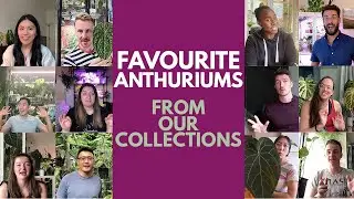 Our Favourite Anthuriums | Amazing Anthuriums From Around The World | Sharing Rare Aroids And Plants