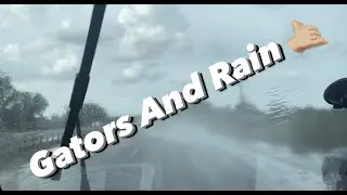 Gators And Rain