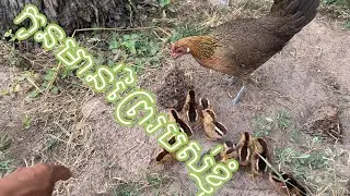 កូនមាន់ព្រៃរបស់ខ្ញុំ😳