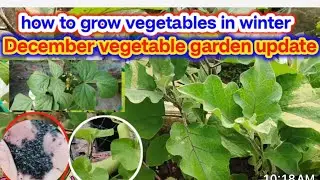 How to grow vegetables in winter/December vegetables garden update /grow coriander brinjal chilly