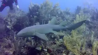 Fish Tales: Honduras 2025