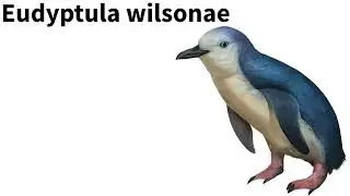 The Smallest Penguin Ever: Eudyptula wilsonae