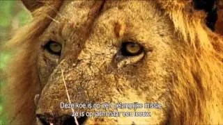 Melkunie - Koe vangt leeuw
