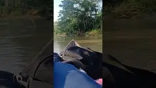 Pitiak Nua Janki Musica shuar