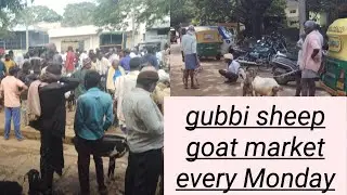 Gubbi sheep goat market every Monday@ tumkur kala madhyama