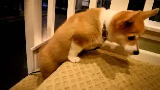 CORGI PUPPY | Climb the Stairs for the First Time