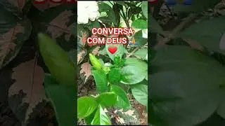 conversa com Deus🙏 #am&eacute;m #conversarcomDeus #feedshorts #shorts #flores
