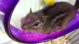 My Chipmunk running to the vet!  She did VERY well and the Vets LOVED her!