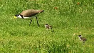 plover chicks learning to look for worms