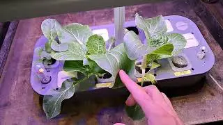 Esperimento di nuclear gardening con Pak choi 
