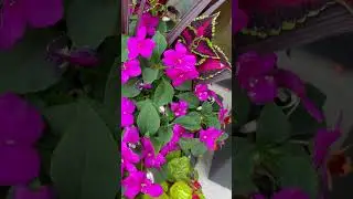 Here Comes My Baby song by Cat Stevens  1967 #music #nostalgia #flowers