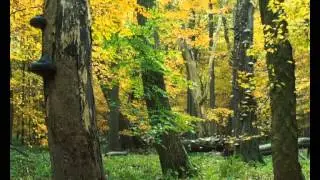 Verknallt in den Wald