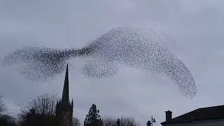 Starling murmuration in Castlepollard, Co. Westmeath