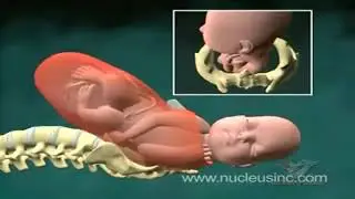Anima&ccedil;&atilde;o sobre o Parto normal