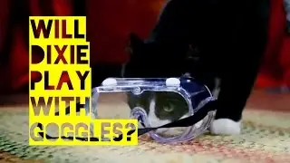 Dixie the Cat & Safety Goggles on Friskies Cat Game Show - Will Kitty Play With It?