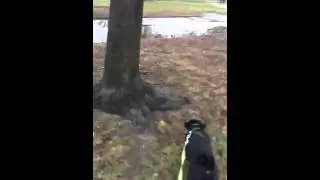 Tonka the wonder dog.