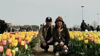 Tulips explosion