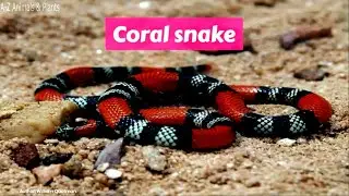 Coral snake (Elapidae)
