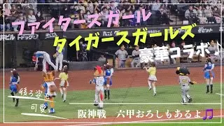 【エスコンダンス】ファイターズガールとタイガースガールズがコラボダンスで共演🎵【最後に六甲おろしもあるよ】