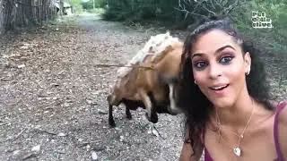 Goat head butts a woman! 😂😅