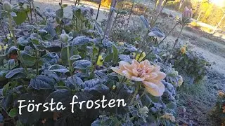 Dahliorna gr&auml;vs upp och l&auml;ggs p&aring; vinterf&ouml;rvaring | Nedanf&ouml;r berget 