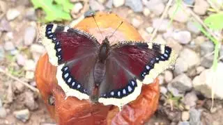 Schmetterlinge vor der Kamera : Der Trauermantel, Nymphalis antiopa