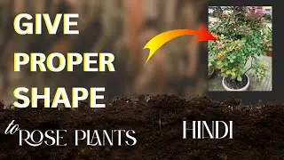 Give Proper Shape to Rose Plants 🌿🌹 | Pruning Guide ✂️ | Sipra&rsquo;s Garden