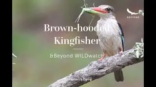 Brown-hooded Kingfisher Behaviour | WILDwatch | Kirkman's Kamp | South Africa