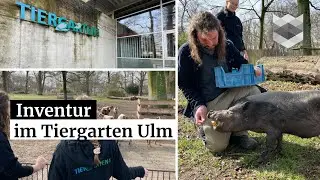 Super-s&uuml;&szlig;: Wenn im Zoo Inventur ansteht - Alltag von Tierpflegern