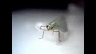 Putukas
